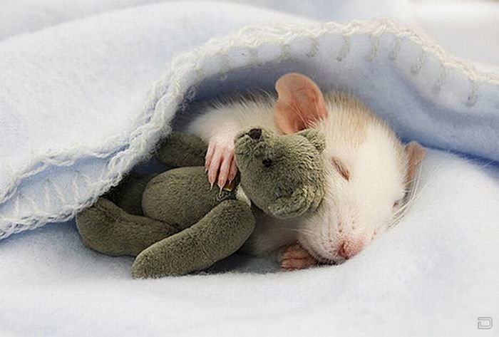 1263188421_little_animals_17.jpg