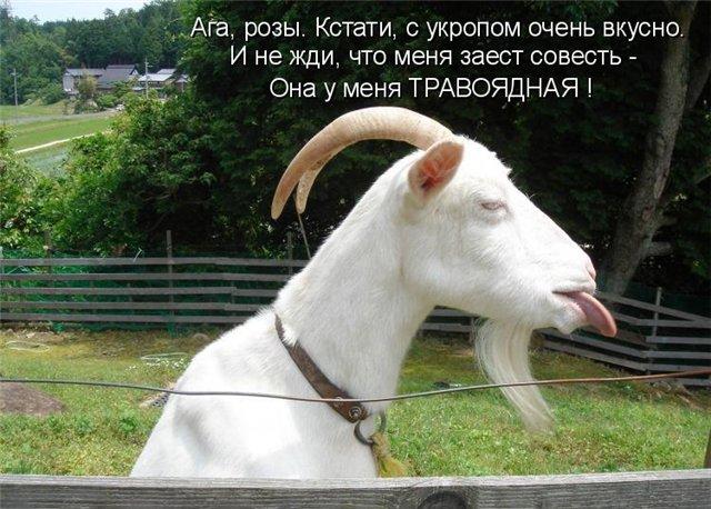 коза.jpg