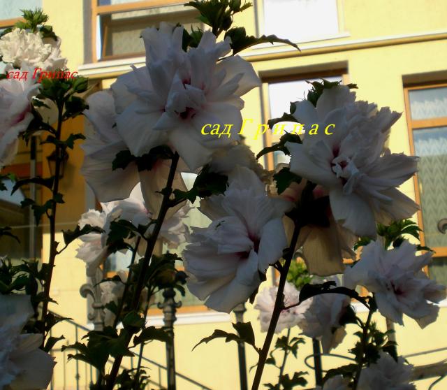 CIMG9281.jpg