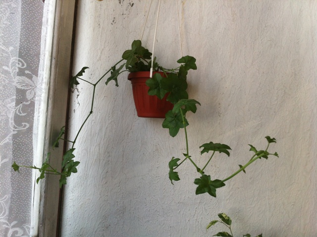 июль 2014 030.JPG