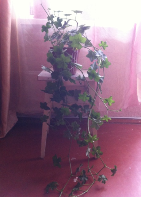 июль 2014 028.JPG
