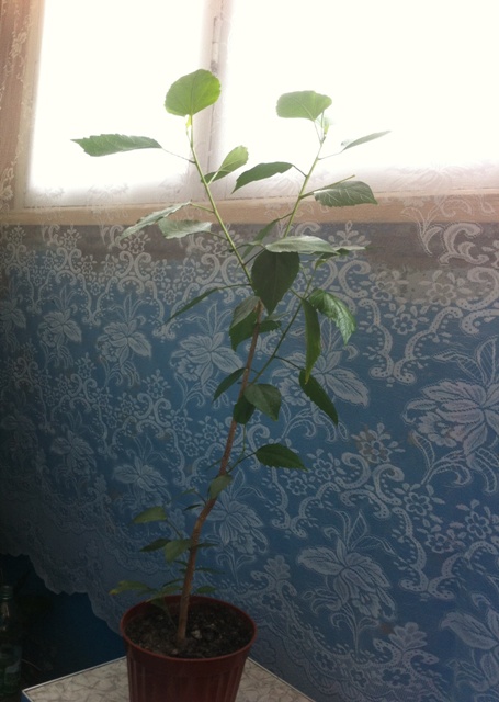 июль 2014 032.JPG