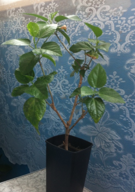 июль 2014 035.JPG