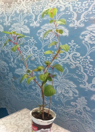 июль 2014 036.JPG