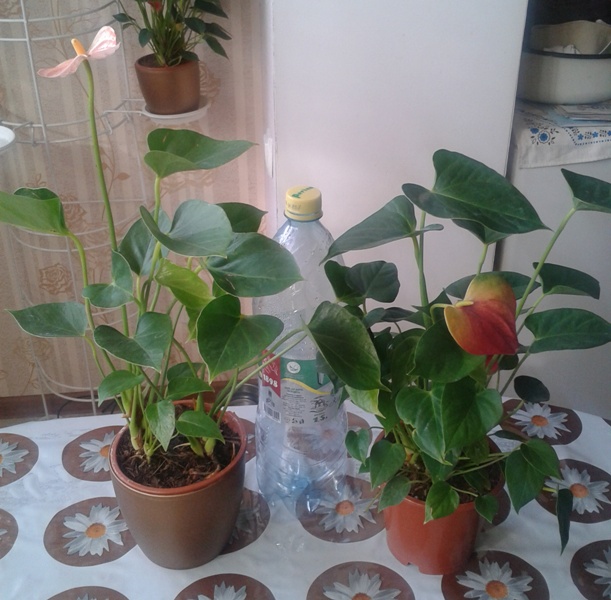 2014-08-06 17.52.27.jpg