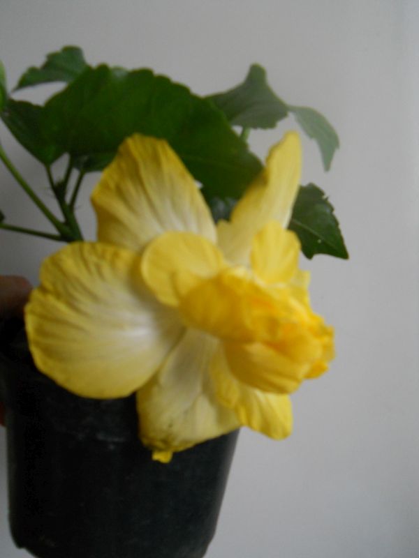 DSCN4637.jpg