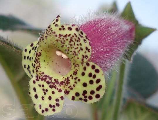 Kohleria-warszewiczii.jpg