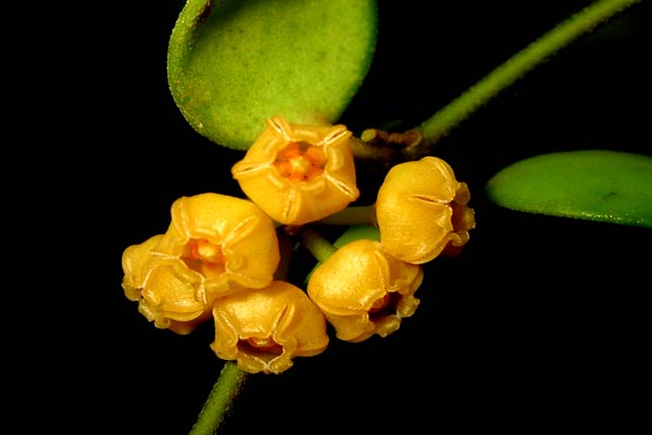 Hoya-heuschkeliana-Yellow.jpg