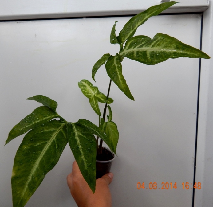 DSCN2711.JPG