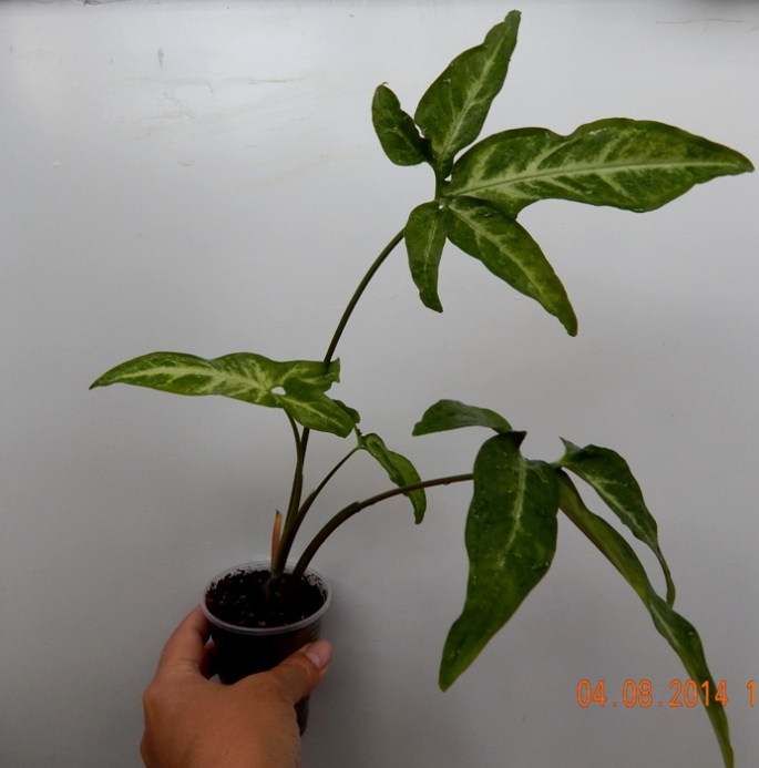 DSCN2712.JPG