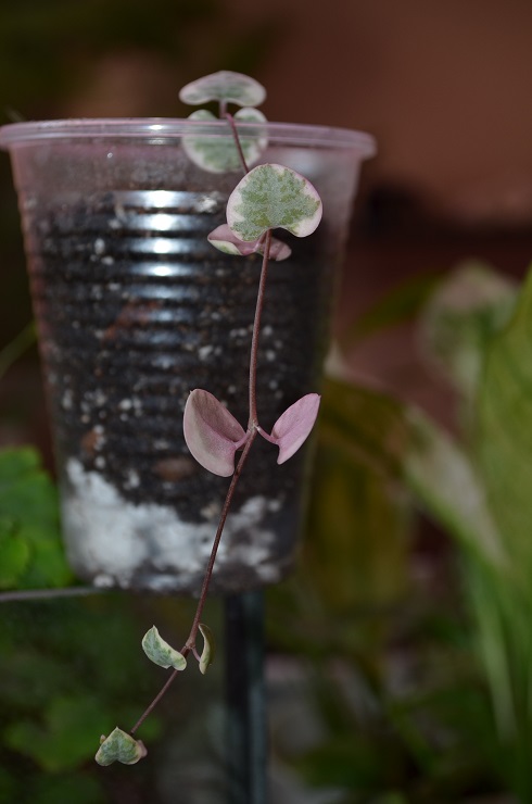 DSC_0839.JPG