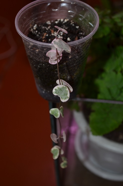 DSC_0841.JPG