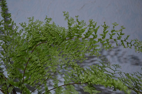DSC_0850.JPG