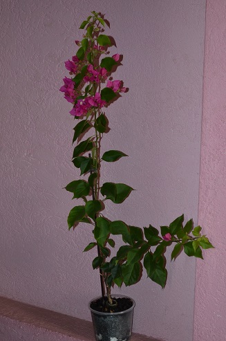 DSC_0907.JPG