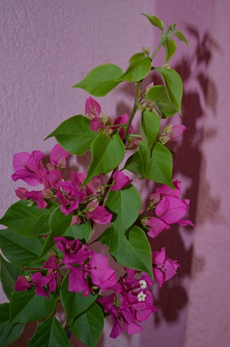 DSC_0908.JPG