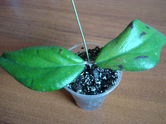 DSC09167.JPG