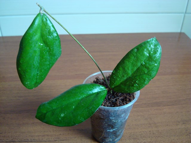 DSC09162.JPG