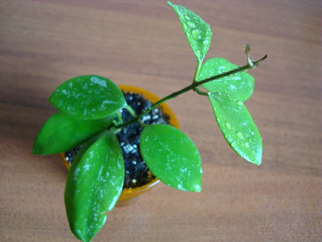 DSC09166.JPG