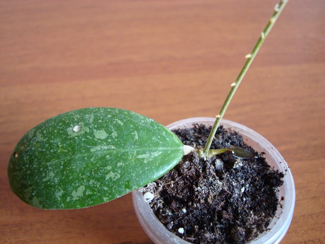 DSC09176.JPG