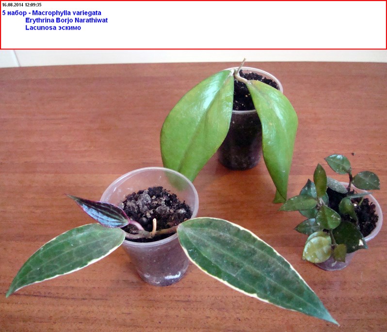 2014-08-16_120938.jpg