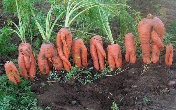 Урожай.jpg