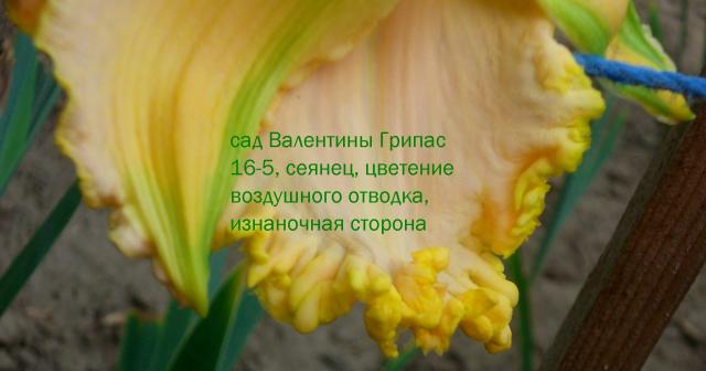 цветок с изнанки.jpg