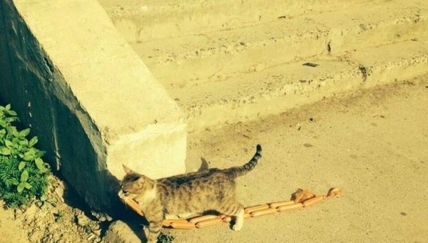 Воровская жизнь).jpg