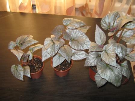 Silver Leaves.jpg