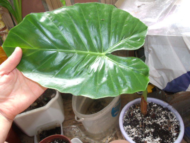 GEDC5819.JPG
