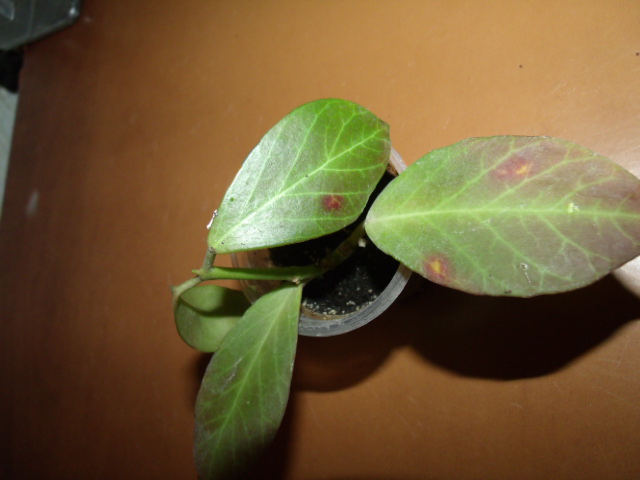 GEDC4804.JPG
