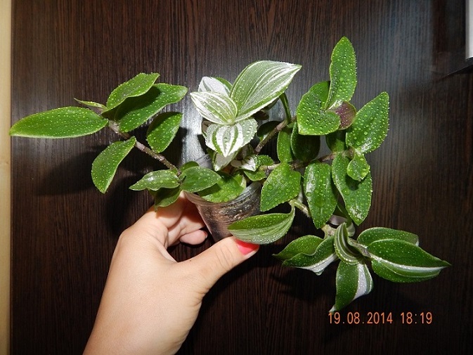 DSCN0241.JPG