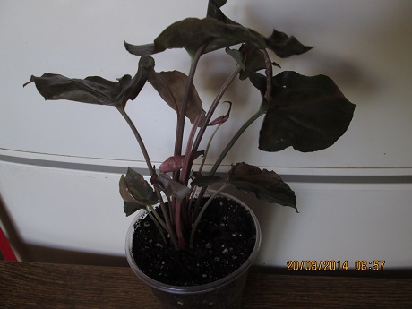IMG_5412.JPG