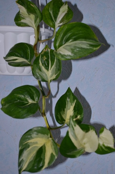 DSC_0963.JPG