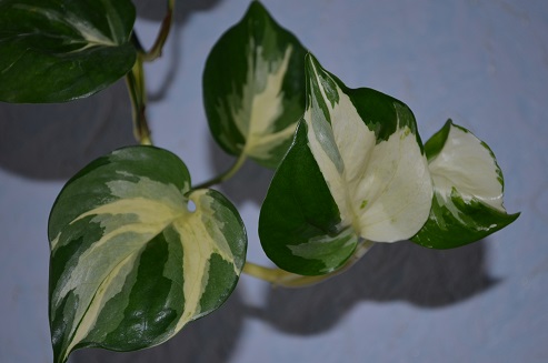DSC_0964.JPG