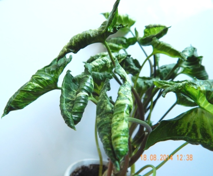 DSCN2789.JPG