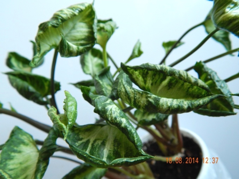 DSCN2787.JPG