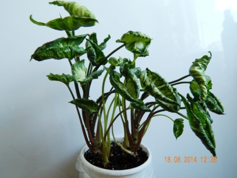 DSCN2786.JPG