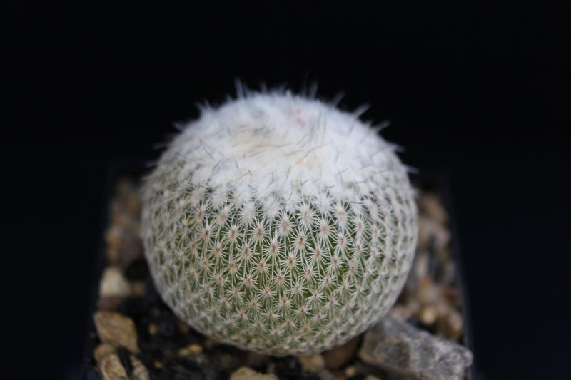 Epithelantha micromeris v. unguispina L 1022.jpg