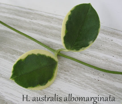 H.-australis-albomarginata.jpg
