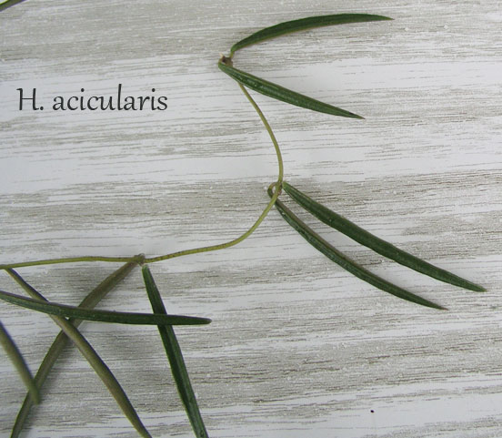H.-acicularis.jpg