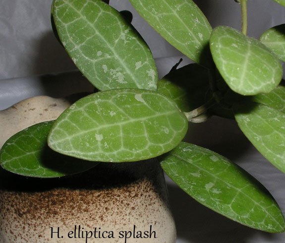 H.-elliptica-splash.jpg