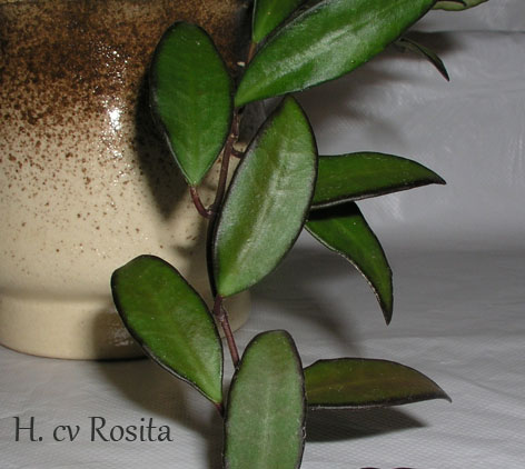 H.-cv-Rosita.jpg