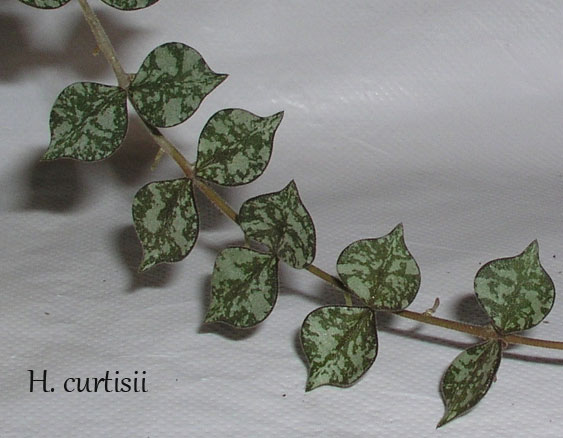 H.-curtisii.jpg