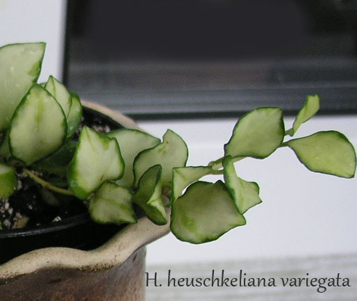 H.-heuschkeliana-variegata.jpg