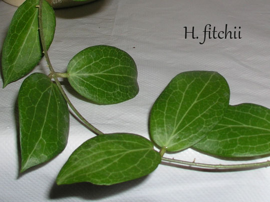 H.-fitchii.jpg