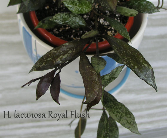 H.lacunosa-Royal-Flush.jpg