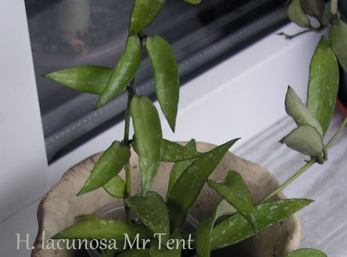 H.-lacunosa-Mr-Tent.jpg