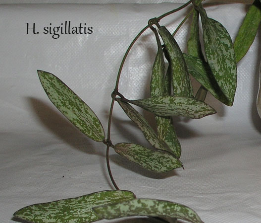 H.-sigillatis.jpg