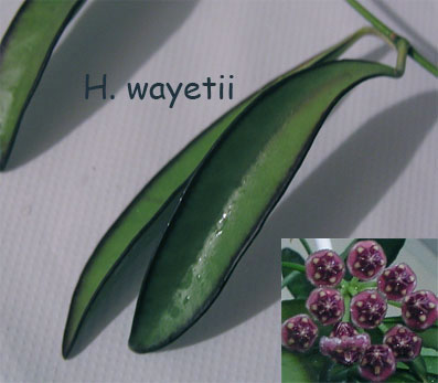 H.-wayetii.jpg