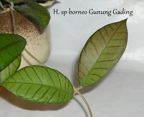 H.-sp-borneo-Gunung-Gading.jpg